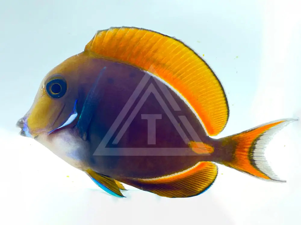 Achilles Tang Juvenile Small <2 Fish