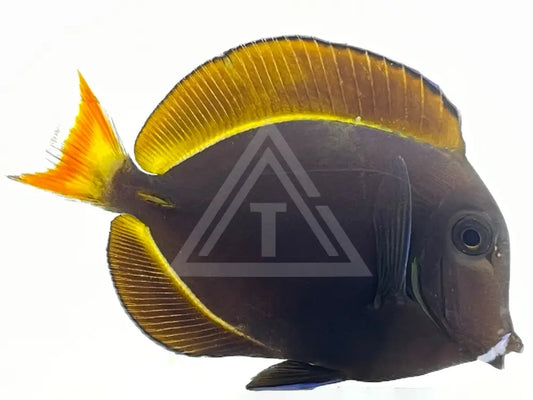 Achilles X Whitecheek Hybrid Tang Large 3-4 Fish