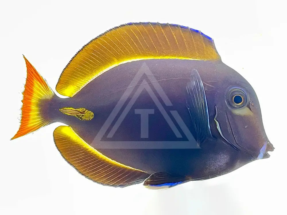 Achilles X Whitecheek Hybrid Tang Show 5-7 Fish