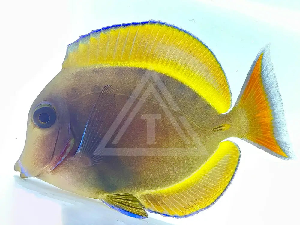 Achilles X Whitecheek Hybrid Tang Small <2 Fish