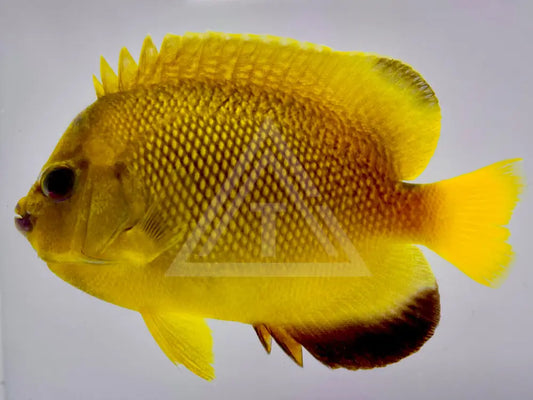 Armitage Angelfish Wysiwyg 4.75 Fish