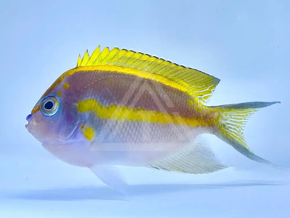 Bellus Angelfish Male Small 2-3 Fish