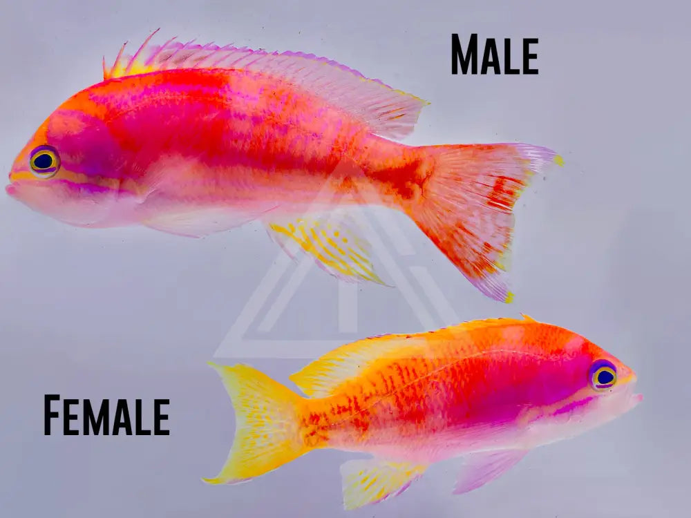 Bimaculatus Anthias Small <2 / Male Fish