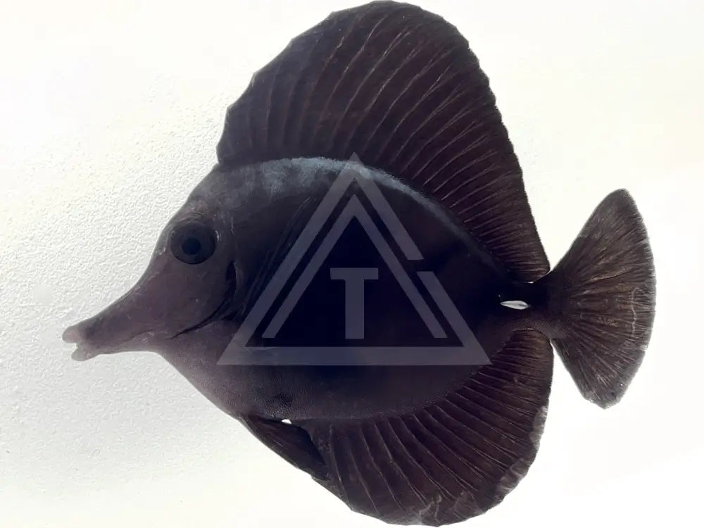 Black Longnose Tang Xsmall <1 Fish