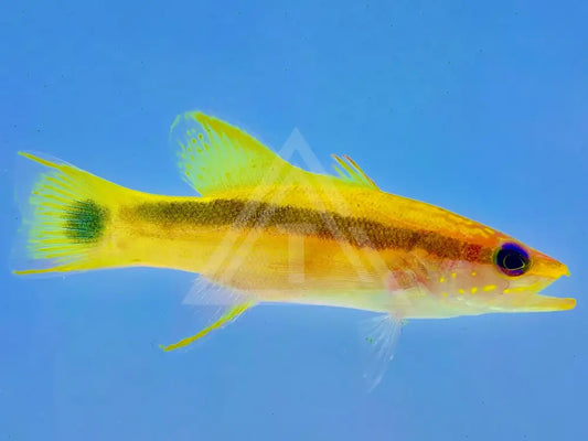 Black Stripe Basslet Wysiwyg 2.375 Fish
