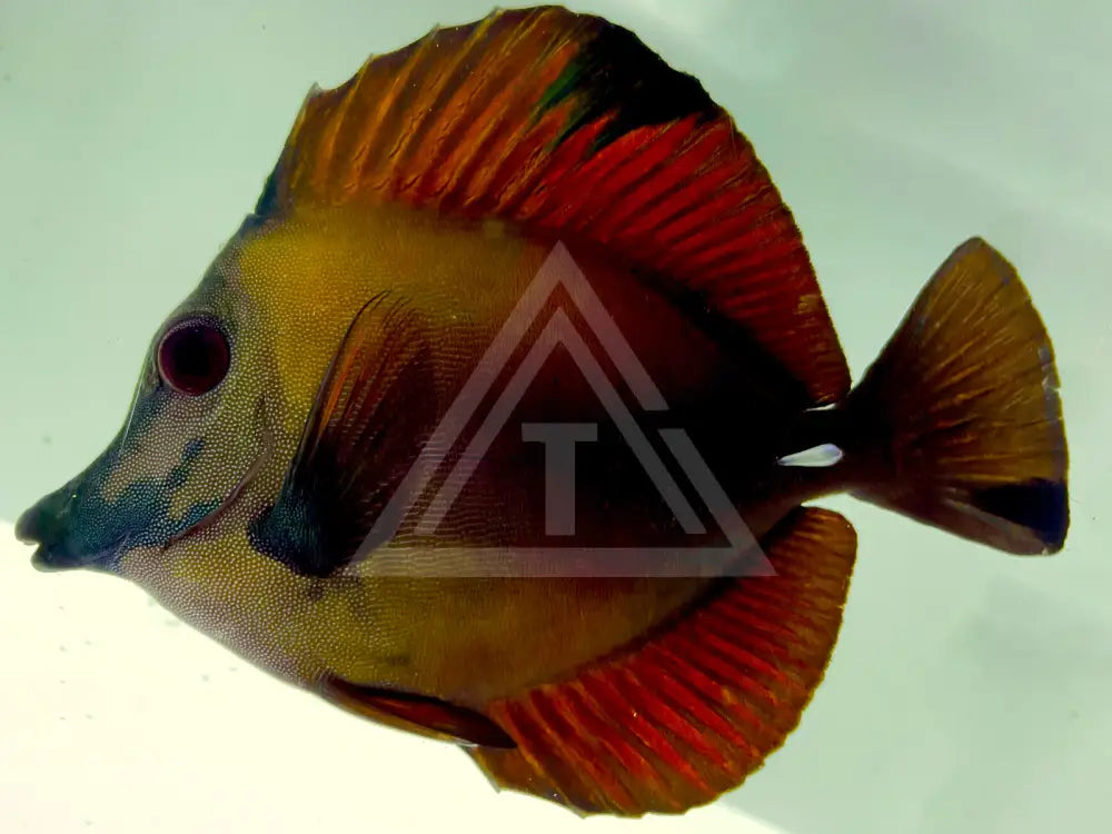 Blue Face Koi Scopas Tang Wysiwyg Auction 7.23