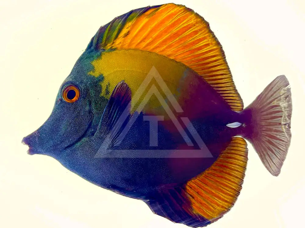 Blue Face Koi Scopas Tang Wysiwyg Premium 5.5 Fish