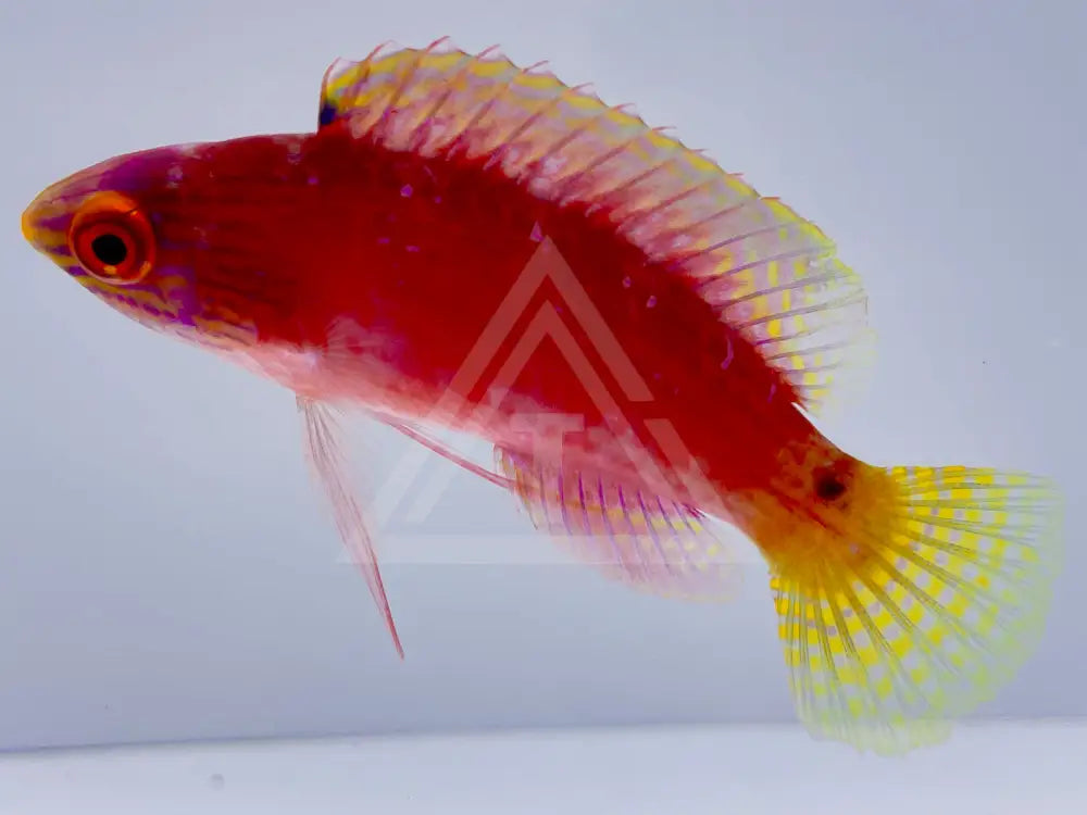 Blue Margin Fairy Wrasse Female Small <2 Fish