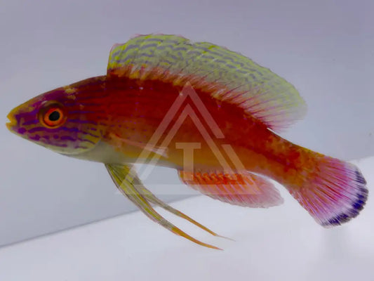 Blue Margin Fairy Wrasse Male Small <2 Fish