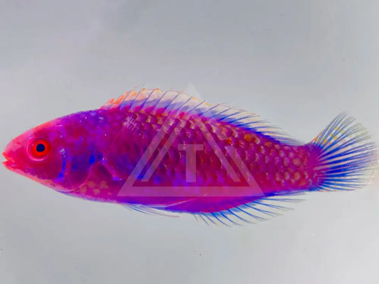 Blue Side Fairy Wrasse Small <2 Fish