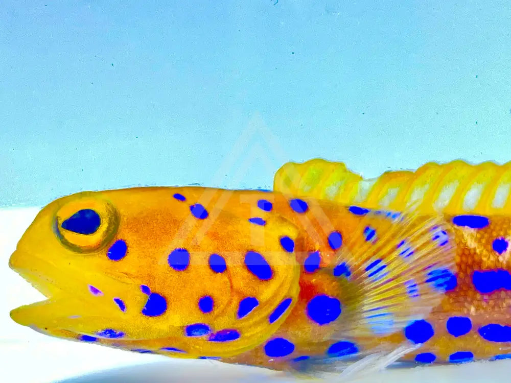 Blue Spot Jawfish Gulfstream Tropical Marine