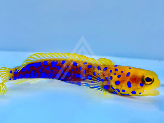Blue Spot Jawfish Medium 2.5-3.5 Fish