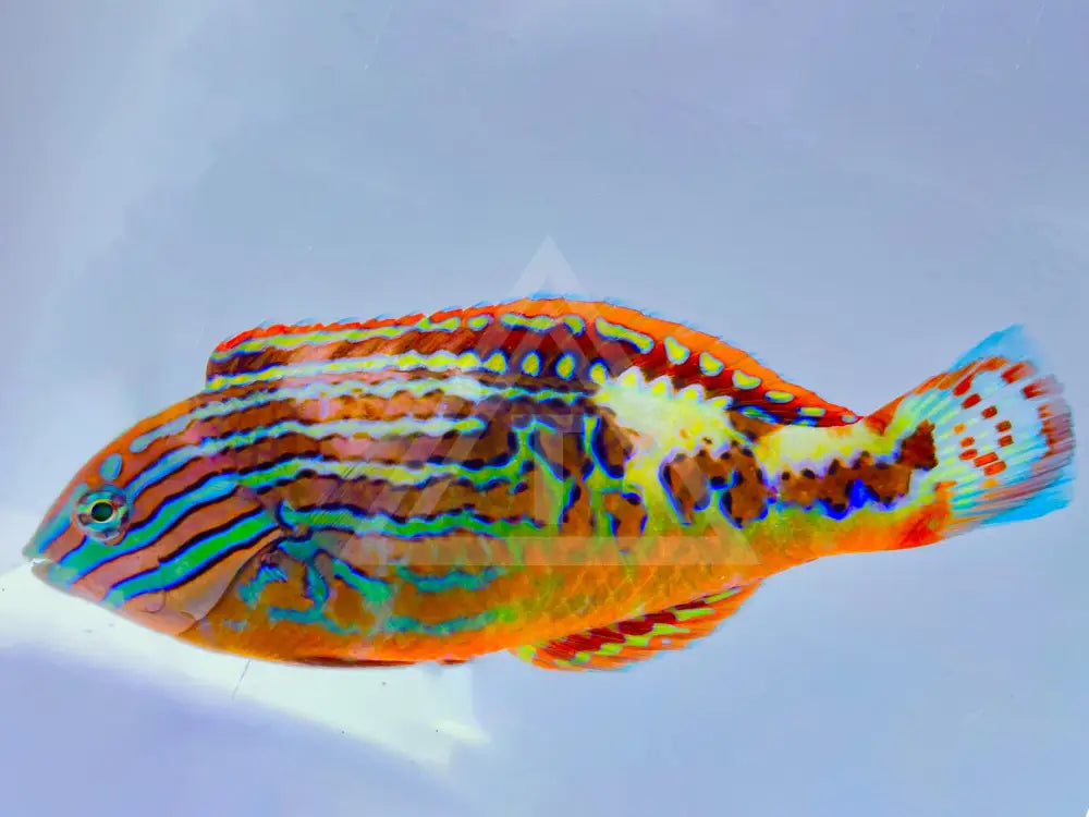 Blue Star Leopard Wrasse Male Small 2-3 Fish