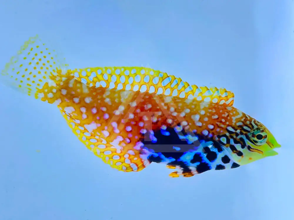 Blue Star Leopard Wrasse Small <2 Fish