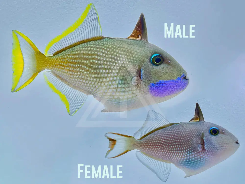 Blue Throat Triggerfish Small <2 / Male Fish