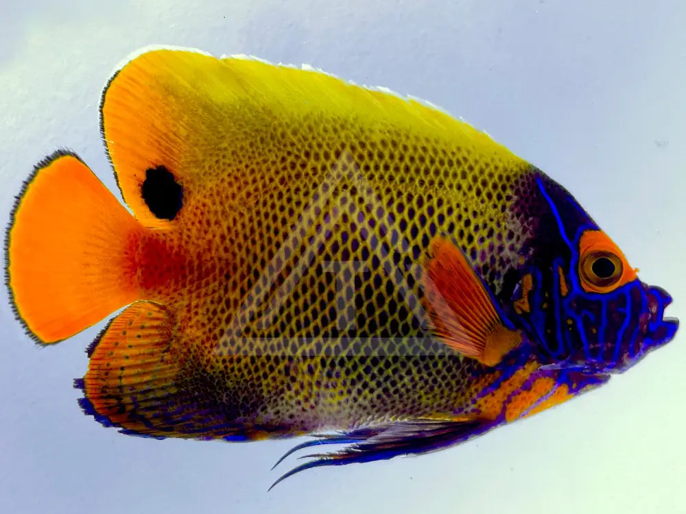 Blueface Angelfish Adult Small 2-3 Fish