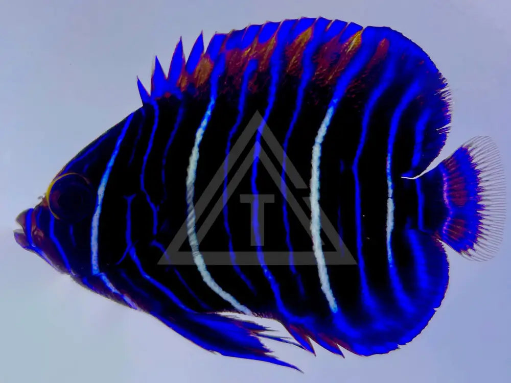 Blueface Angelfish Juvenile Small <2 Fish