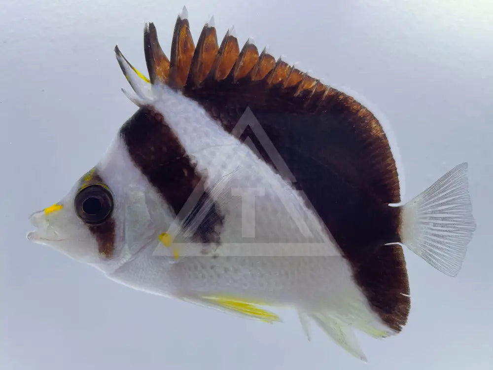 Burgess Butterflyfish Small <2 Fish