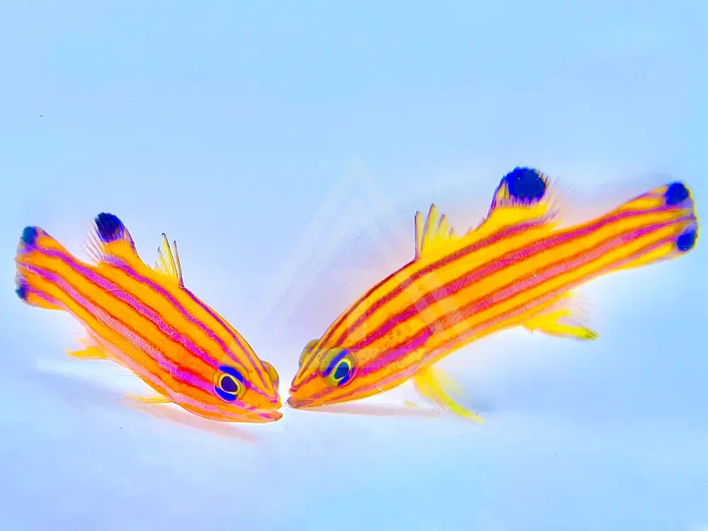 Candy Basslet Mated Pair Medium 1.25-2 Fish