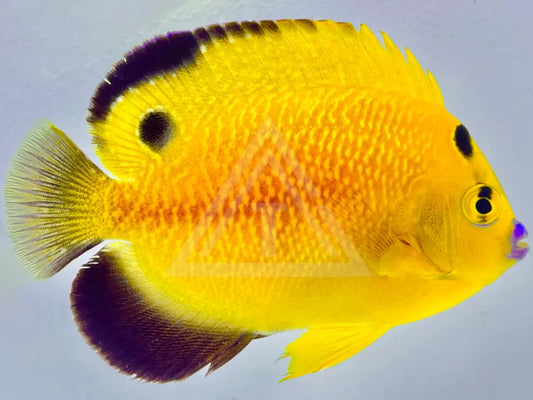 Captive Bred Goldflake Angelfish Adult (Ba) Small 2-3 Fish