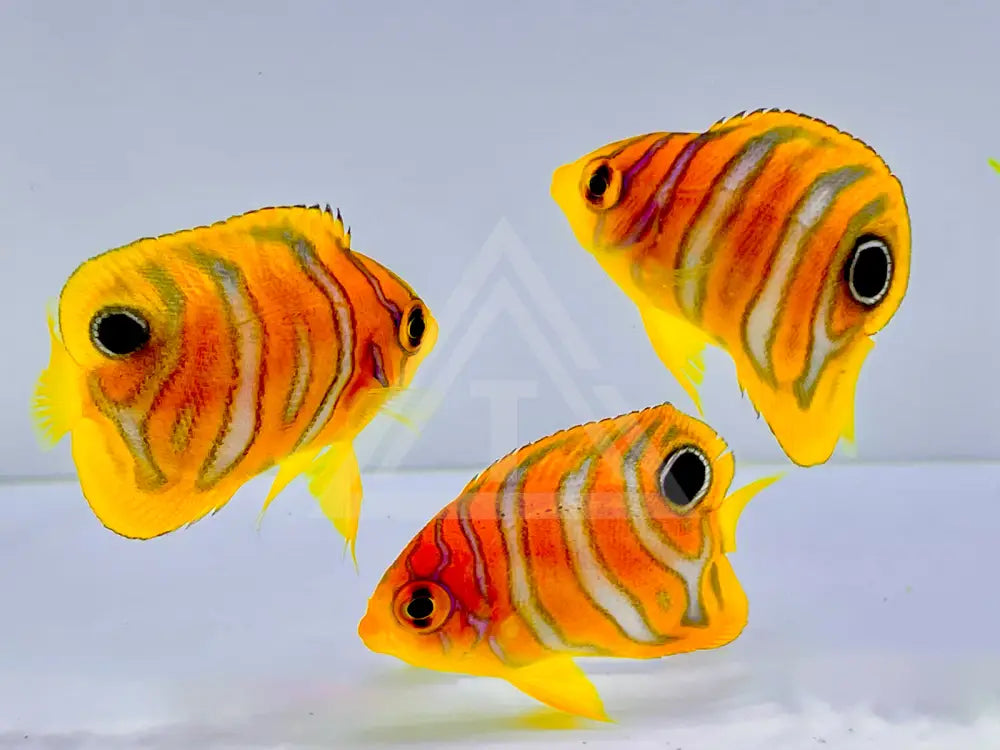 Captive Bred Regal Angelfish (Ba) Fish