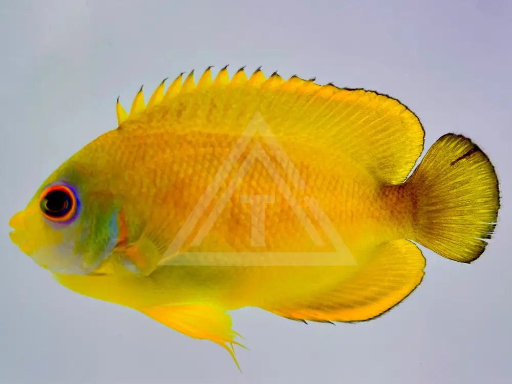 Captive Bred Tigerpyge Angelfish (Ba) Wysiwyg 2.625 Fish