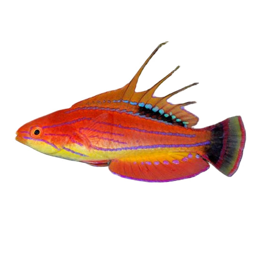 Carpenter's Wrasse