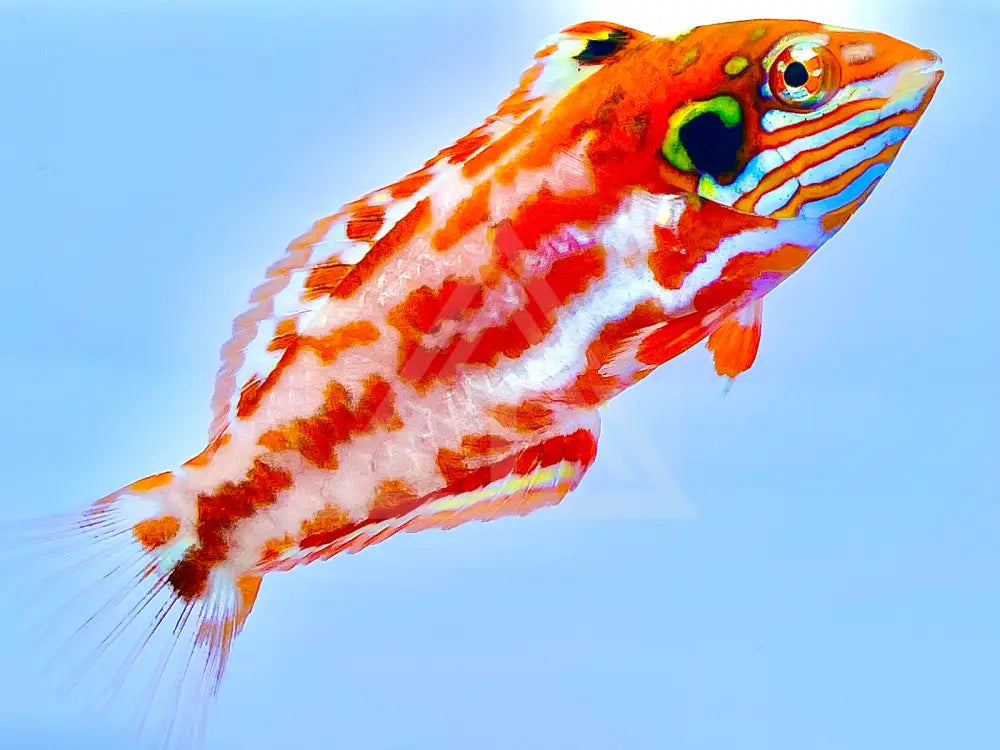 Choats Red Leopard Wrasse Fish