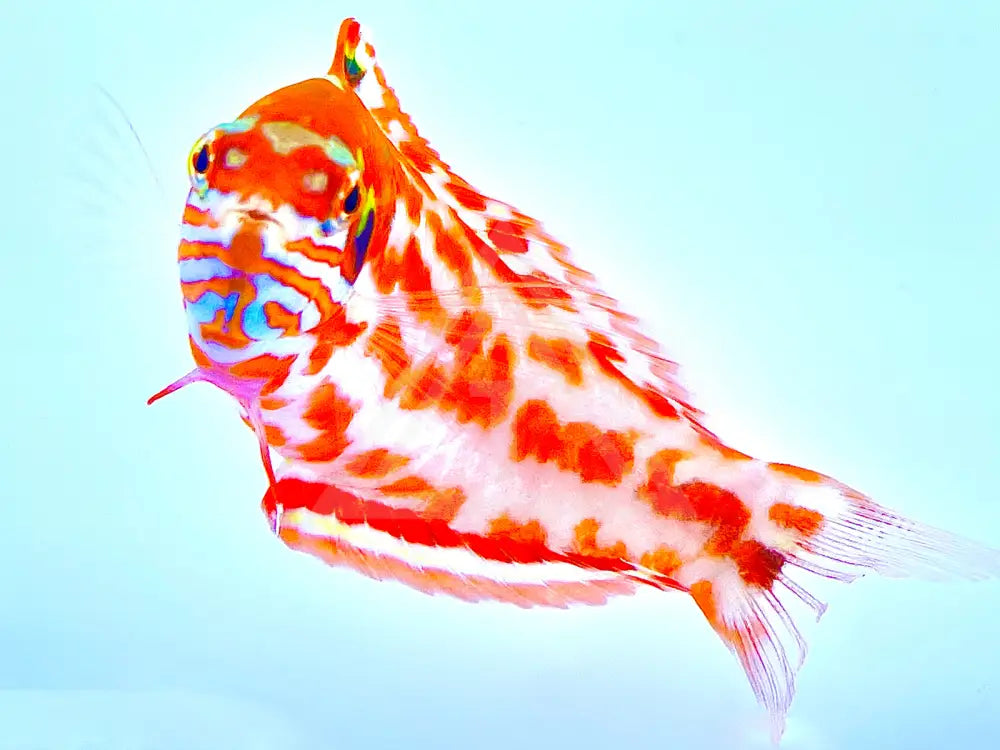 Choats Red Leopard Wrasse Fish