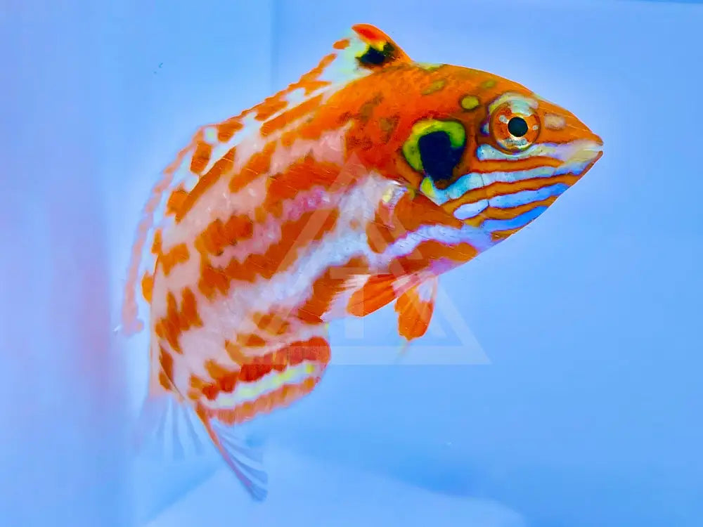 Choats Red Leopard Wrasse Fish