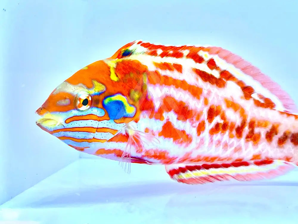 Choats Red Leopard Wrasse Male Fish