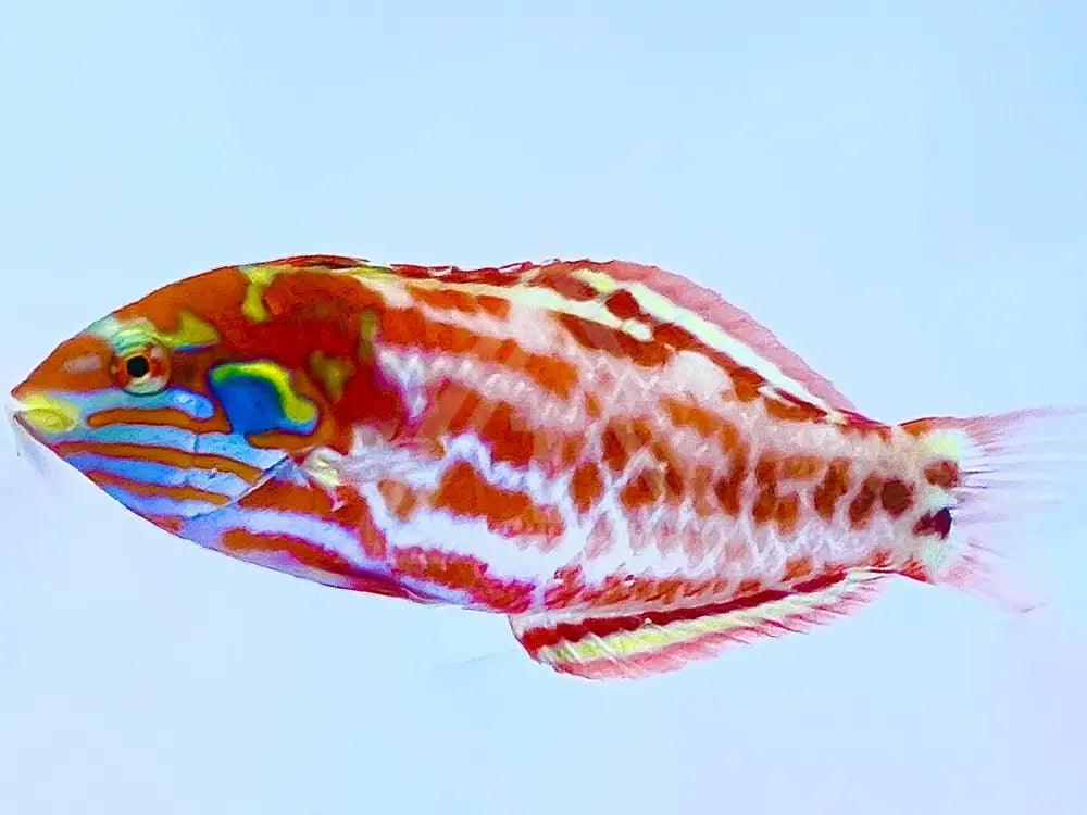 Choats Red Leopard Wrasse Male Large 4+ Fish