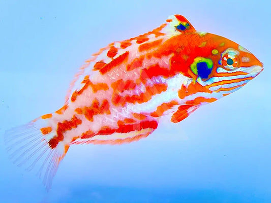 Choats Red Leopard Wrasse Small <2 Fish