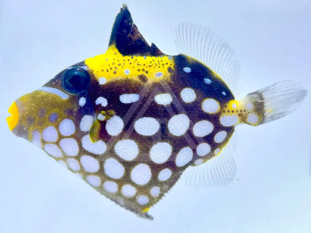 Clown Triggerfish Small 2-3 Fish