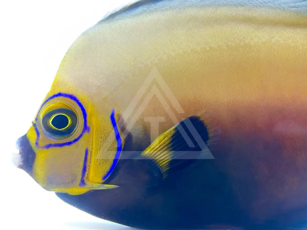 Conspicuous Angelfish Fish