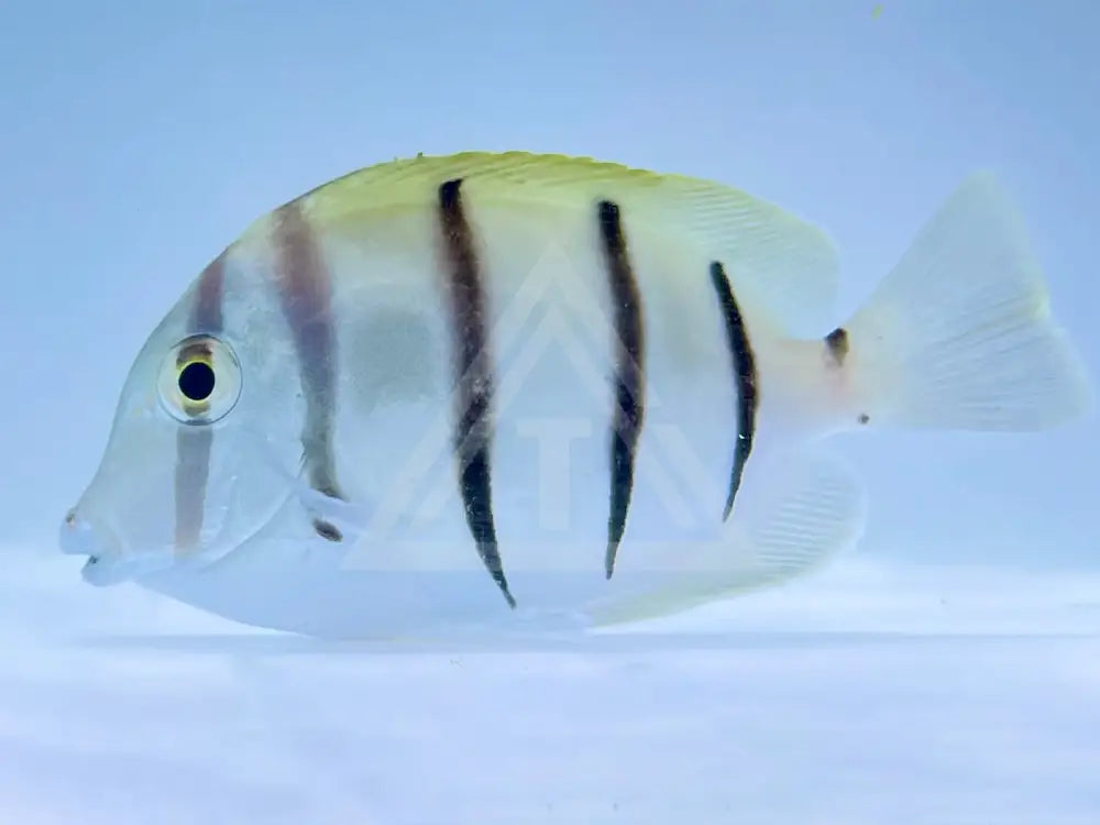 Convict Tang Small <2 Fish