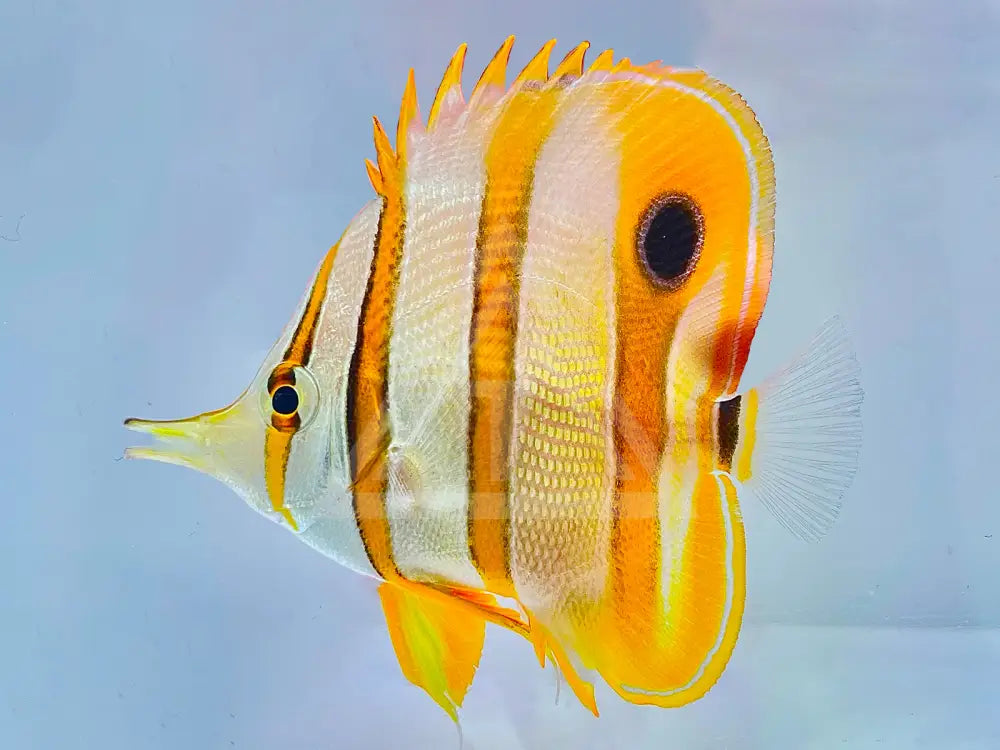 Copperband Butterflyfish Small <2 Fish
