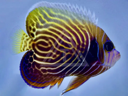 Emperor Angelfish Transitioning Small 2-3 Fish