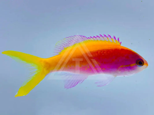 Evansi Anthias Small <2 / Single Fish