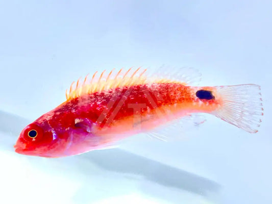 Exquisite Fairy Wrasse Female Small <2 Fish