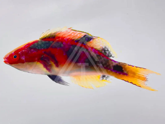 Exquisite Fairy Wrasse Male Fish