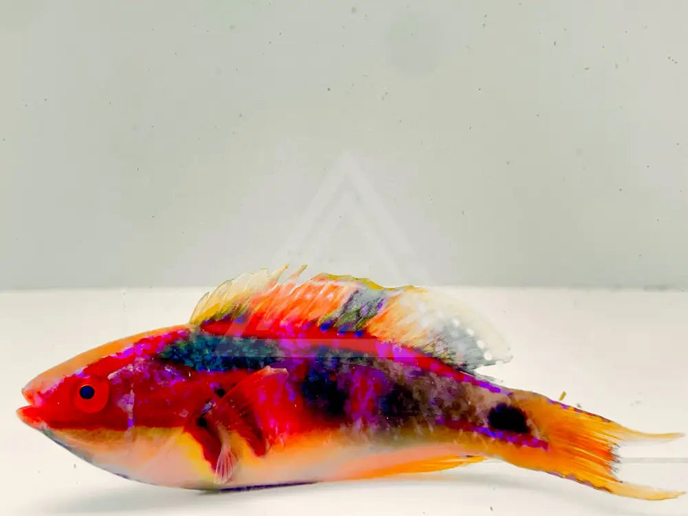 Exquisite Fairy Wrasse Male Fish