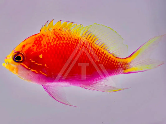 Fathead Sunburst Anthias Small <1.25 Fish