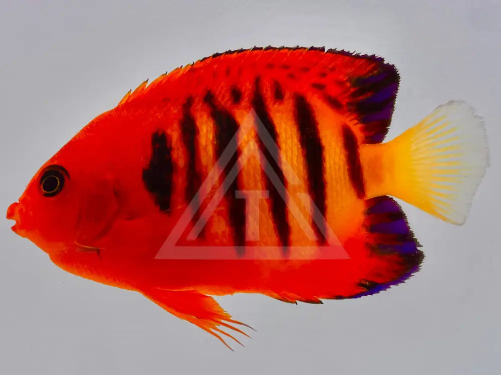 Flame Angelfish Fish