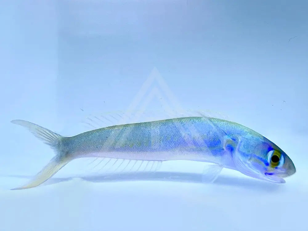 Flashing Tilefish Gulfstream Tropical Marine