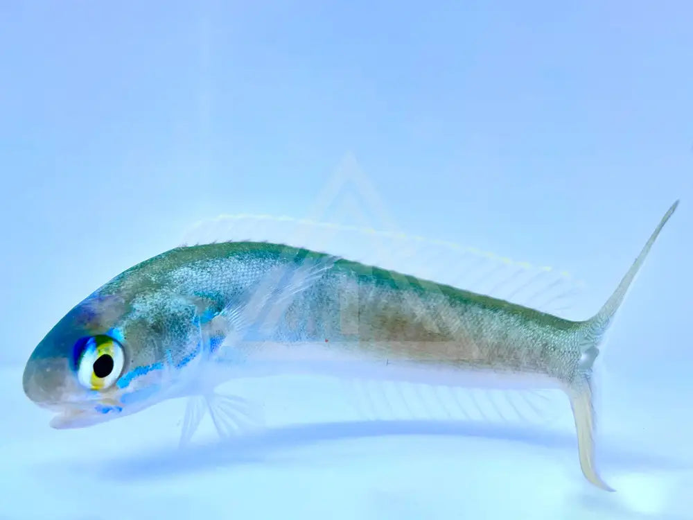 Flashing Tilefish Small <2 Fish