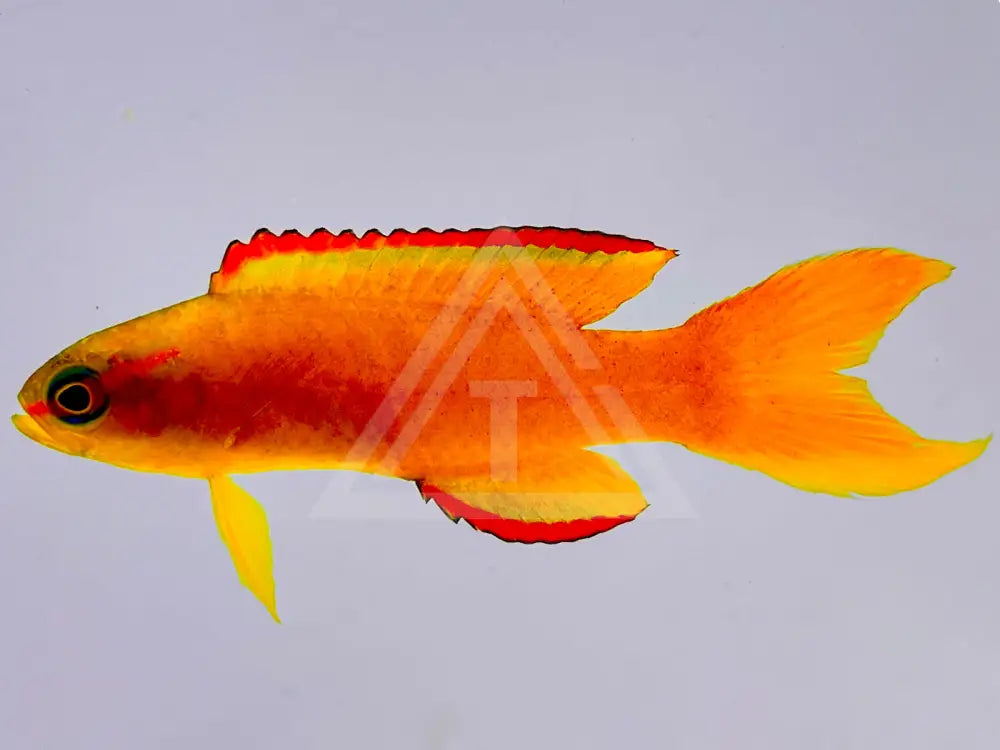 Gold Assessor Basslet Small <1 Fish