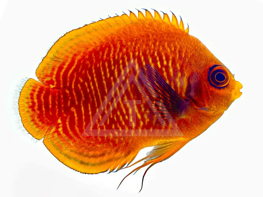Golden Dwarf Angelfish Small <2 Fish