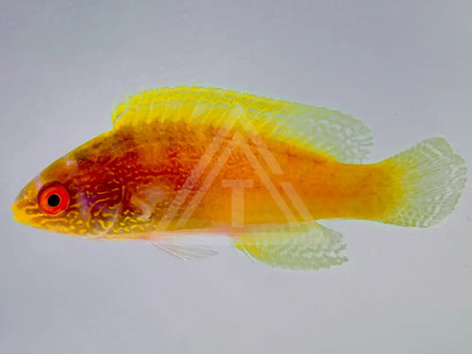 Golden Rhomboid Fairy Wrasse Female Small <2 Fish