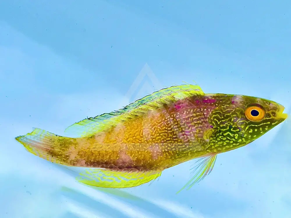 Golden Rhomboid Fairy Wrasse Male Small <2 Fish
